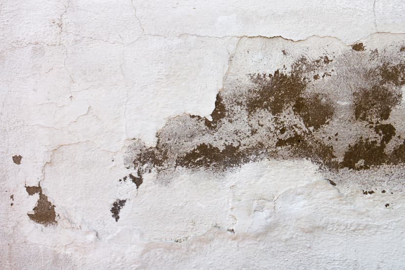 How to Identify Damp in Your Home: 10 Warning Signs
